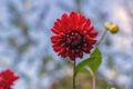 Dahlia red ornamental flowers in bloom, beautiful flowering plant in the garden Royalty Free Stock Photo