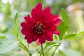 Dahlia red ornamental flowers in bloom, beautiful flowering plant in the garden Royalty Free Stock Photo