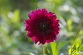 Dahlia red ornamental flowers in bloom, beautiful flowering plant in the garden Royalty Free Stock Photo