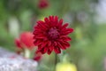 Dahlia red ornamental flowers in bloom, beautiful flowering plant in the garden Royalty Free Stock Photo