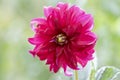 Dahlia red ornamental flowers in bloom, beautiful flowering plant in the garden Royalty Free Stock Photo