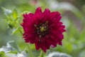 Dahlia red ornamental flowers in bloom, beautiful flowering plant in the garden Royalty Free Stock Photo