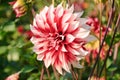 Dahlia red and white color Royalty Free Stock Photo