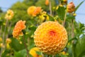 Dahlia ryecroft delight yellow flower round bloom Royalty Free Stock Photo