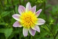 Dahlia `Ryecroft Marge`