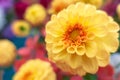 Dahlia spherical yellow color close-up