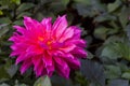 Dahlia spp originated in Mexico. Overseas grown as cut flowers, but it is not popular in Thailand. Royalty Free Stock Photo