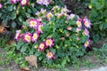 Dahlia Starsister dark pink and white bushy tuberous herbaceous perennial plants with large composite flower heads with open