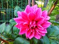 Dahlia striped emory