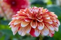 Dahlia Striped Nagano flower, sideways