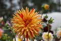 Dahlia Striped Vulcan, yellow and red blooms