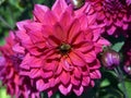 Dahlia, Suffolk Punch Royalty Free Stock Photo