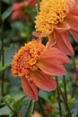 Dahlia Sword Dance, gorgeous anemone-shaped salmon orange flowers