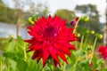 Dahlia tahoma tom tom semi-cactus colourful flower red in colour