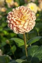 Dahlia `Texas Moon` Royalty Free Stock Photo