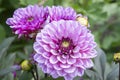 Pink Purple dahlia Â´Azurit\' flowers in bloom. Royalty Free Stock Photo