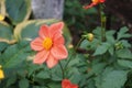 Dahlia \'Topmix Red\' blooms with red flowers in autumn. Berlin, Germany. Royalty Free Stock Photo