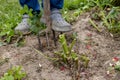 dahlia tubers just lifted for overwintering Royalty Free Stock Photo