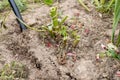 dahlia tubers just lifted for overwintering Royalty Free Stock Photo