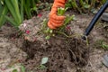 dahlia tubers just lifted for overwintering Royalty Free Stock Photo