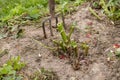 dahlia tubers just lifted for overwintering Royalty Free Stock Photo