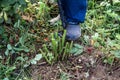 dahlia tubers just lifted for overwintering Royalty Free Stock Photo