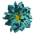 Dahlia turquoise flower on an isolated white background with clipping path. Closeup. No shadows. Royalty Free Stock Photo