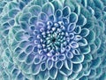 Dahlia turquoise flower. Macro. Motley big flower. Background from a flower. Royalty Free Stock Photo