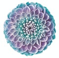 Dahlia turquoise and purple flower, white isolated background. Closeup. For design. Nature.