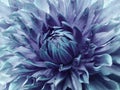 Dahlia turquoise-violet flower. Macro. Motley big flower. Background from a flower. Royalty Free Stock Photo