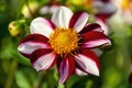 Dahlia `Twining`s Candy`