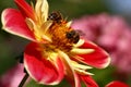 Dahlia and two bees. Royalty Free Stock Photo