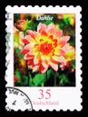 Dahlia variabilis - Dahlia, Flowers serie, circa 2006