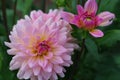 Dahlia variabilis