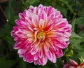 Dahlia With Variegated Pink Petals In Bloom Royalty Free Stock Photo