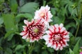 The dahlia variety Bahama Red in the Butchart