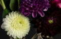 Dahlia. Various. Single Flower. Daisy Family. Flower Head