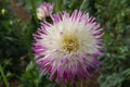 Dahlia Veritable flower, semi-cactus, growing in a summer garden Royalty Free Stock Photo