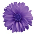 Dahlia violet-blue flower on a white isolated background with clipping path. Closeup no shadows. Garden flower. Royalty Free Stock Photo