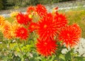 Dahlia Vulcan semi-cactus Dahlia red orange flowers Royalty Free Stock Photo