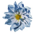 Dahlia White-blue flower on an isolated white background with clipping path. Closeup. No shadows. Royalty Free Stock Photo