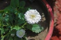 Dahlia white flower