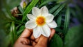 Dahlia White flower in the Garden Royalty Free Stock Photo