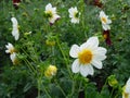 Dahlia white flowers in garden full bloom closeup.Holiday card. Royalty Free Stock Photo