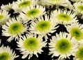 Chrysantemum