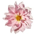 Dahlia White-pink flower on an isolated white background with clipping path. Closeup. No shadows.