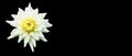 Dahlia white star cactus flower isolated on black background. Royalty Free Stock Photo