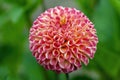 Dahlia `Will`s Ringwood Rosie`