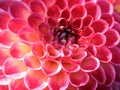 Dahlia wisla variety, a closeup bright pink flower lit by sunlight Royalty Free Stock Photo