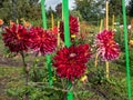 Dahlia x cultorum \'Akita\' blooming with huge blooms with large chrysanthemum petals in shades of crimson to red